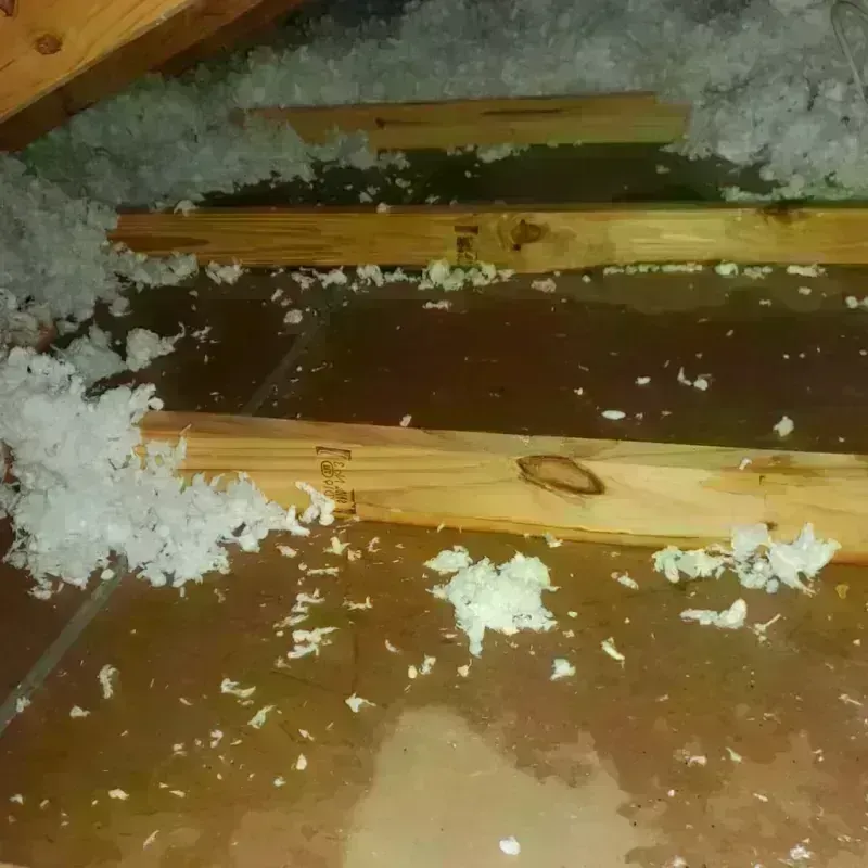 Attic Water Damage in Alva, FL